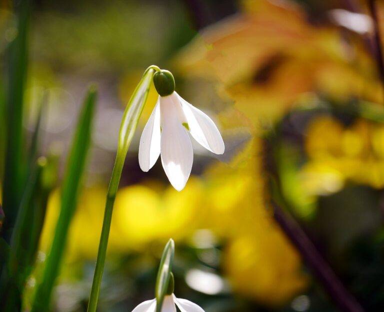 Creating a Pollinator Oasis: Designing Gardens for Bees, Butterflies, and Birds